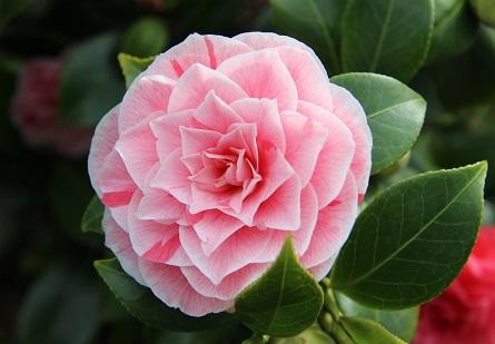 fiore camelia
