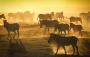 Migrazione zebre Botswana