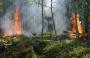 incendio nel bosco